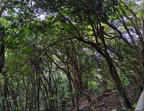 凝心聚力 勇攀高峰——記博海國濟商學(xué)院江西分院武功山登山之旅934.jpg